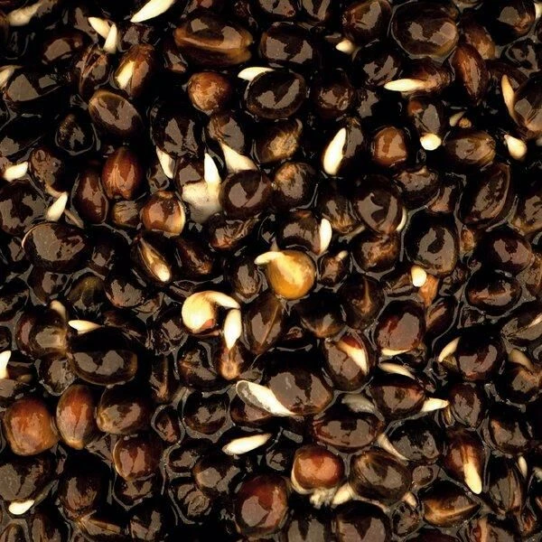 Nash Oily Hemp 3 Nash Oily Hemp - Afbeelding 3